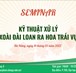 Seminar Học thuật 3: Kỹ Thuật Xử Lý Xoài Đài Loan Ra Hoa Trái Vụ